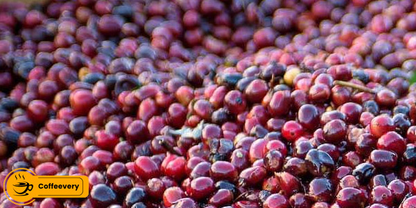 قهوه عربیکا Hacienda La Esmeralda