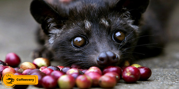 قهوه کوپی لواک Kopi Luwak