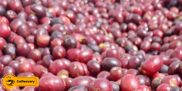 قهوه لوس پلین Los Planes Coffee